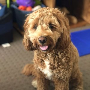 Meet your Posher, Hanh